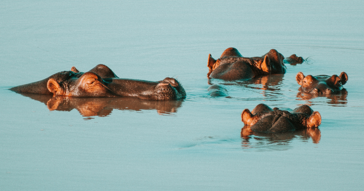 *Lake Edward once supported the world’s largest population of hippos*