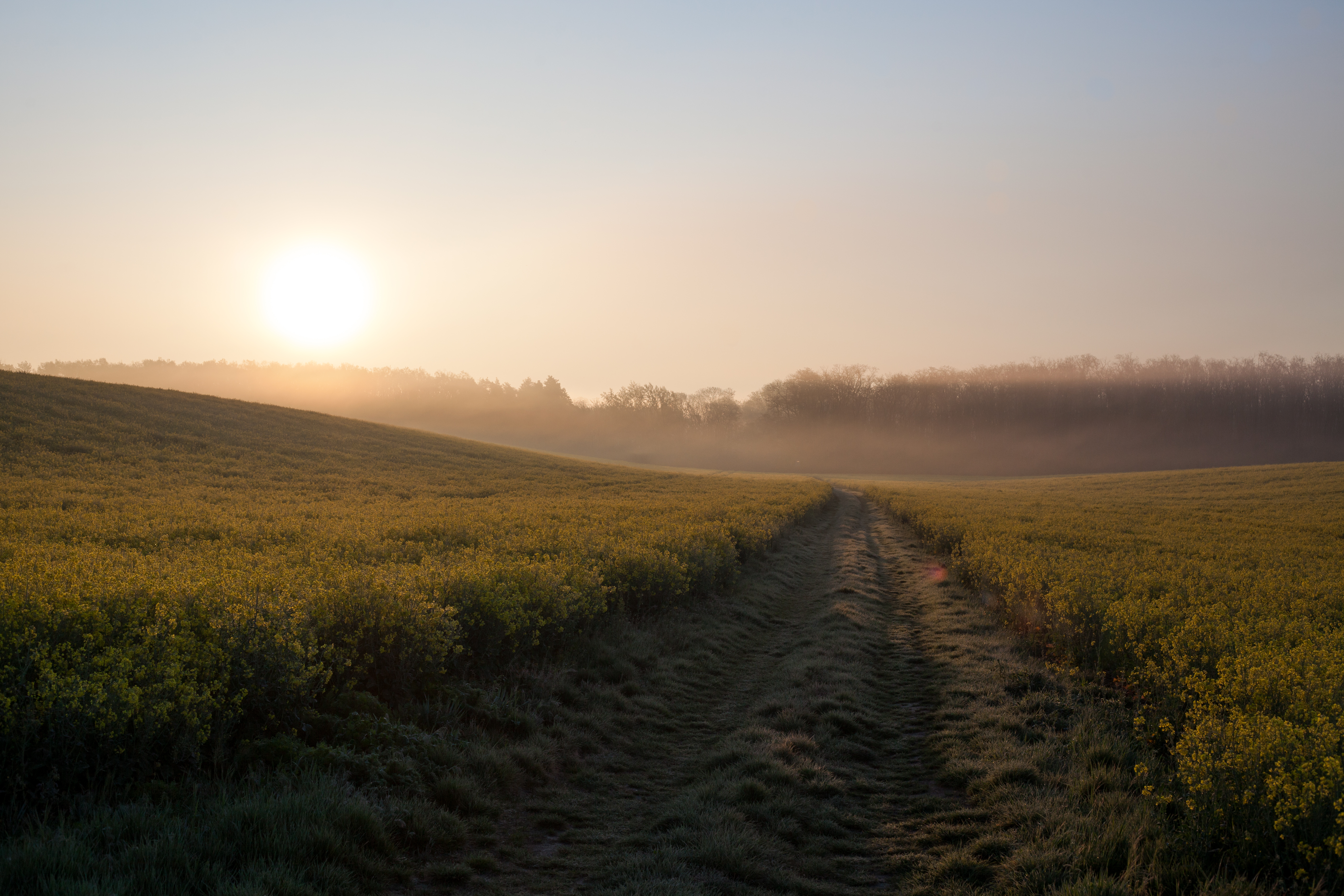 Kvetoucí řepková pole u Hodonína na jižní Moravě