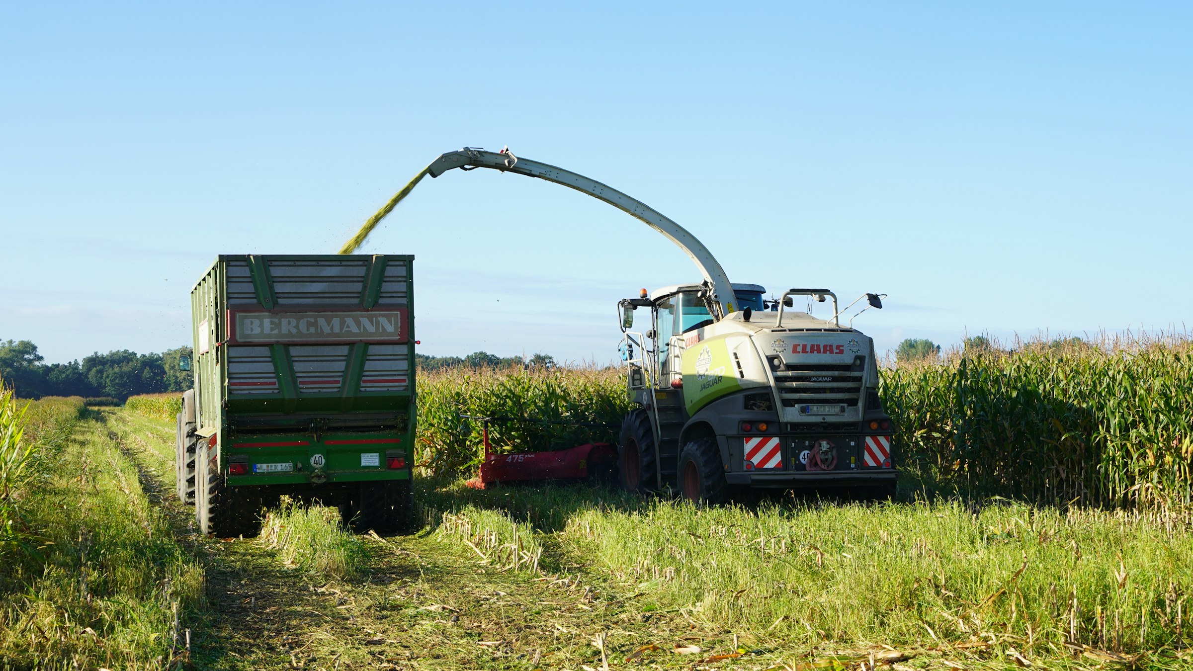 Řezačka nakládá kukuřičnou siláž do přívěsu na poli