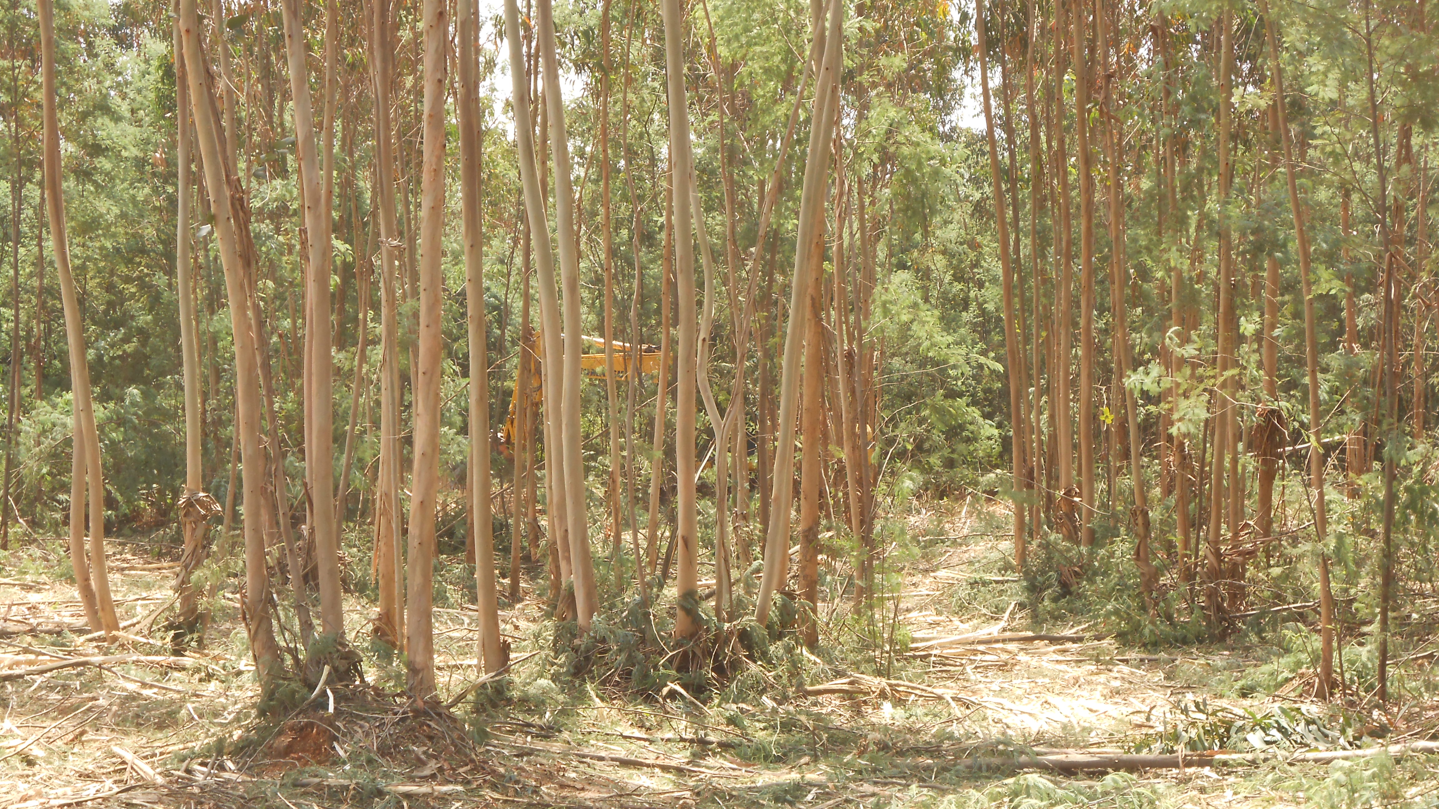 Trabalhos florestais num eucaliptal em Ferreira-a-Nova, centro de Portugal